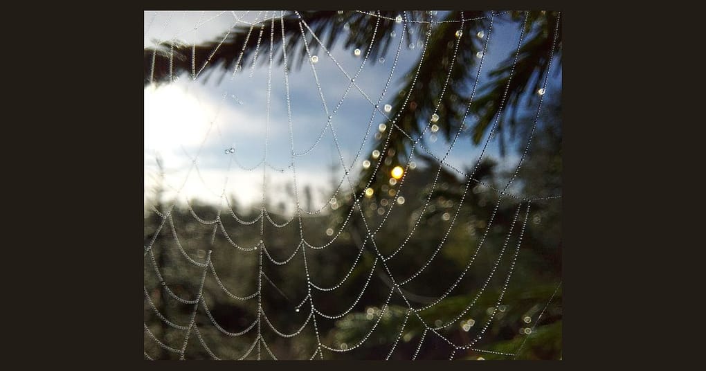 Kuvassa auringonpaiste, kuusenoksa ja hämähäkinseitti, jossa aamukastetta.