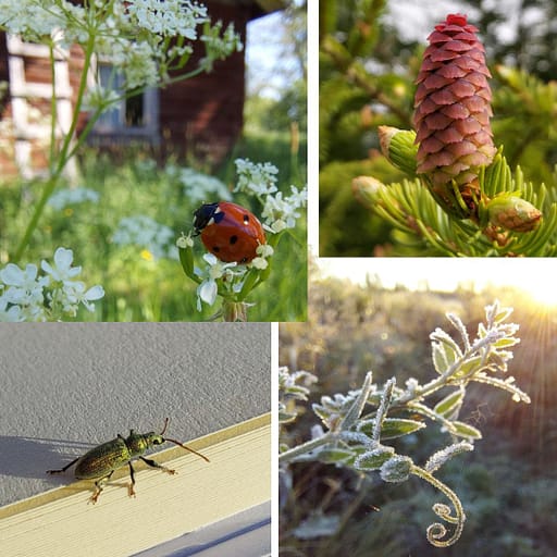 Leppäkerttu, kultainen koppakuoriainen, käpy ja kuura ja auringonnousu.